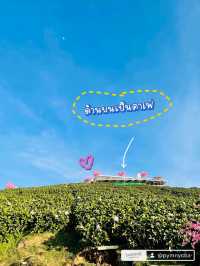 ทุ่งไฮเดรนเยีย เขาค้อ