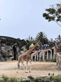 🐾【Taronga Zoo Sydney 攻略｜港景第一排的動物園】🦒🌿