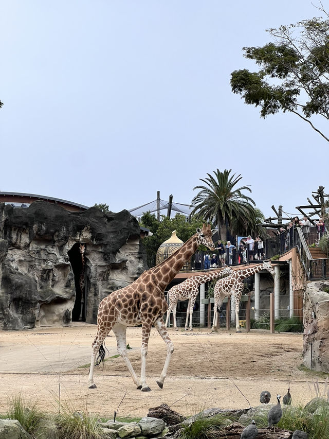 🐾【Taronga Zoo Sydney 攻略｜港景第一排的動物園】🦒🌿