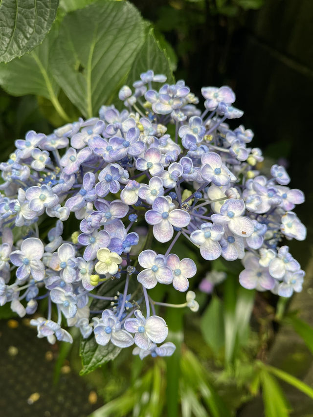 🏯【神奈川・長谷寺】四季を感じる花の名刹で、鎌倉時間をゆったりと