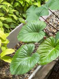 คาเฟ่ใกล้เมกาบางนา เปิดเช้ารับวันสบายๆ