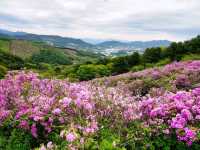 Bonghwasan Rhododendron Complex 