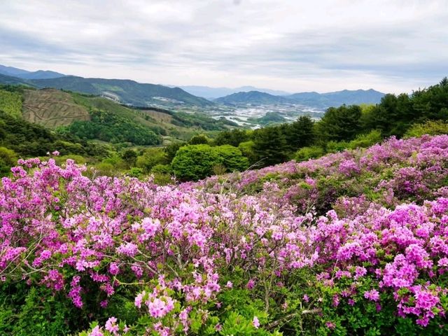 Bonghwasan Rhododendron Complex 