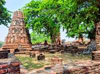 🙏 : Wat Mahathat วัดมหาธาตุ เที่ยวอยุธยา