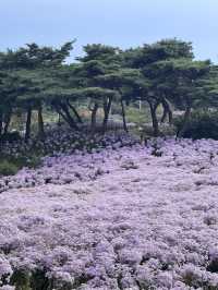 문경 봉천사 개미취 여행코스 추천💜