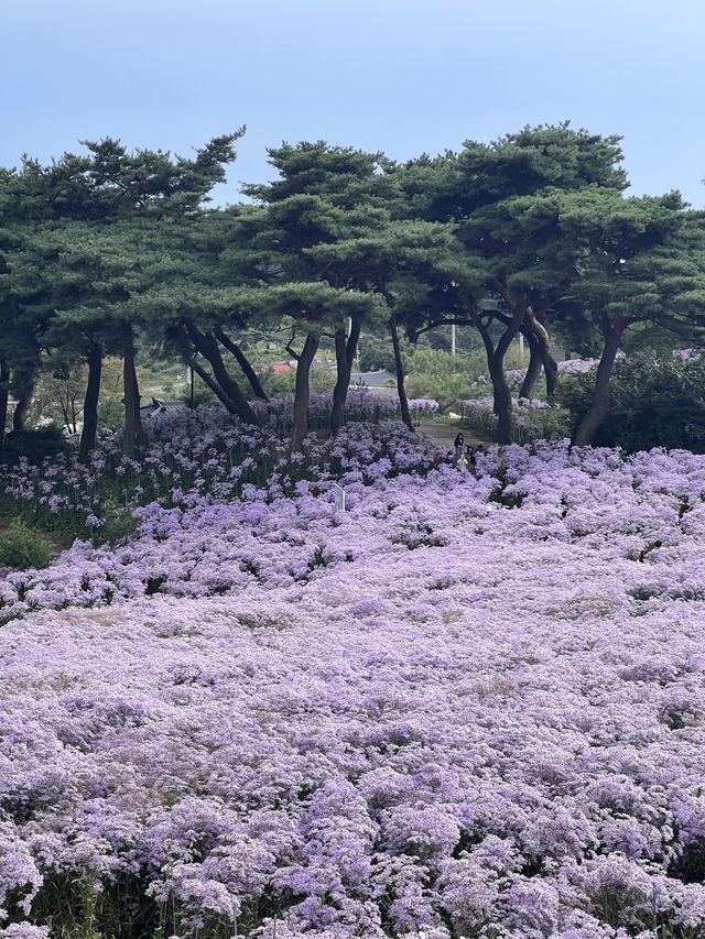 문경 봉천사 개미취 여행코스 추천💜