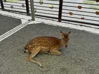 斑比山丘餵食小動物🦌