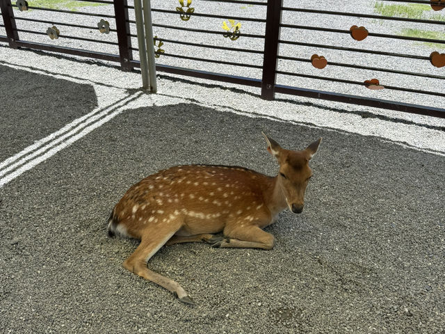 斑比山丘餵食小動物🦌