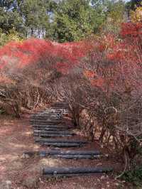 【まるでジブリの世界🌲丸山公園“トトロの森”で紅葉トンネル散歩】