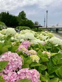 繡球花@舊中川水邊公園