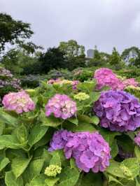 繡球花@東京台場
