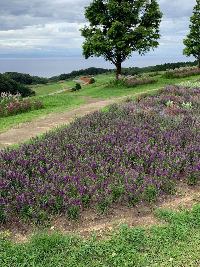 【あわじ花さじき】空と海と花の絶景コラボ！淡路島で癒しの花畑さんぽ🌸🌊