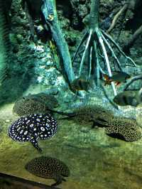 探索海底世界的美麗Xpark水族館