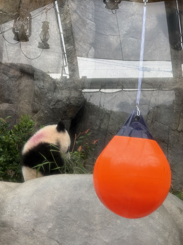 香港海洋公園🥰必睇新出世熊貓🐼回憶必坐纜車🚡