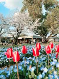 【大阪】万博記念公園