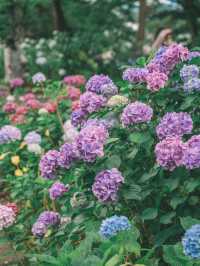 都内とは思えない圧巻の紫陽花が綺麗な穴場スポット