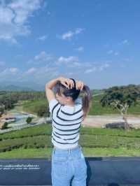 ไร่ชาฉุยฟง  บรรยกาศดีมาก จังหวุดเชียงราย