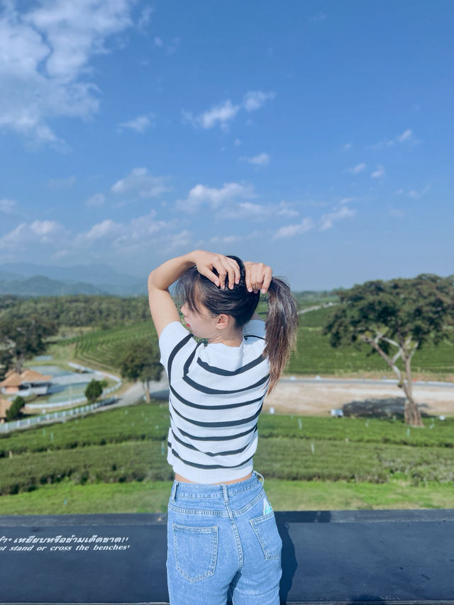 ไร่ชาฉุยฟง  บรรยกาศดีมาก จังหวุดเชียงราย