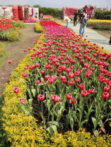 Flower-Powered Wander: A Walk Through Zhongshe Flower Market
