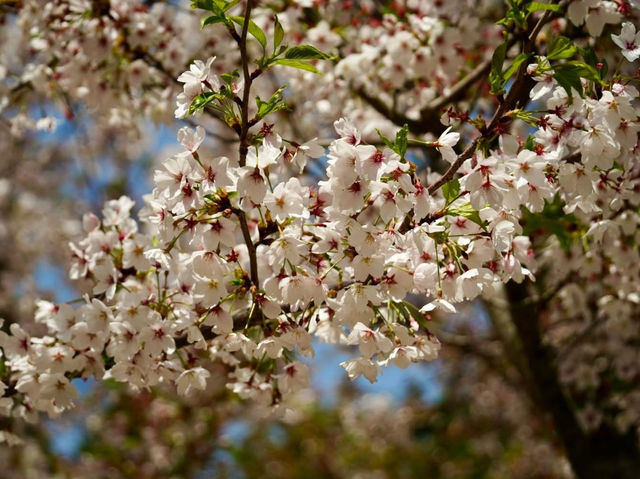 青島中山公園櫻花季