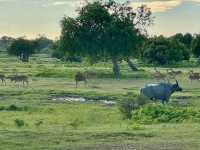 Wild Times at Yala National Park