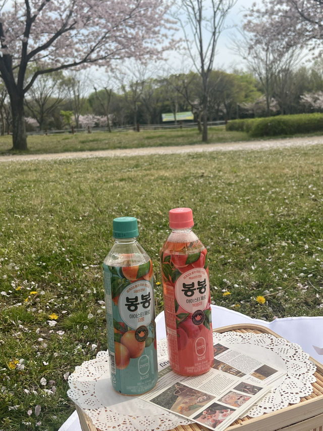 벚꽃 피크닉 🌸 부산 을숙도생태공원에서 여유로운 봄날 보내기