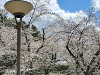 大阪市郊的親子友善景點/萬博紀念公園