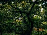 National Botanical Garden, Dhaka: A Calm Green Escape 
