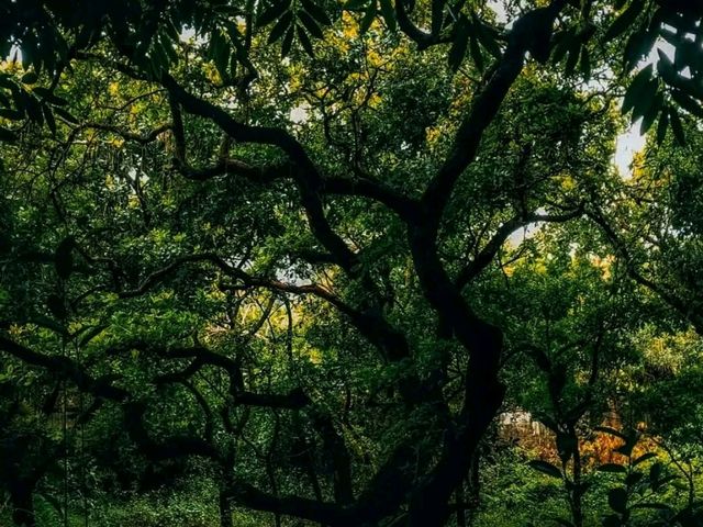 National Botanical Garden, Dhaka: A Calm Green Escape 