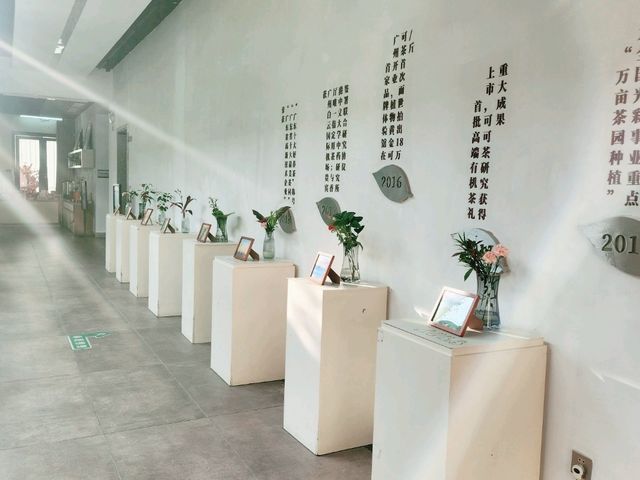 T3有機茶園，山腳打卡到山頂