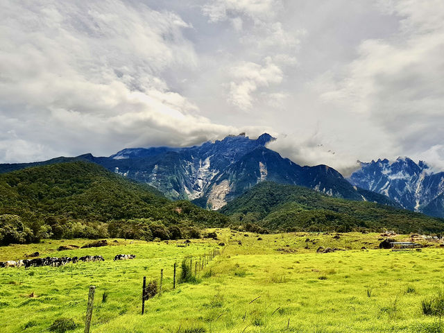 Sabah’s Little New Zealand: A Morning at Desa Cattle Dairy Farm