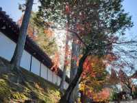 京都紅葉名勝：東福寺