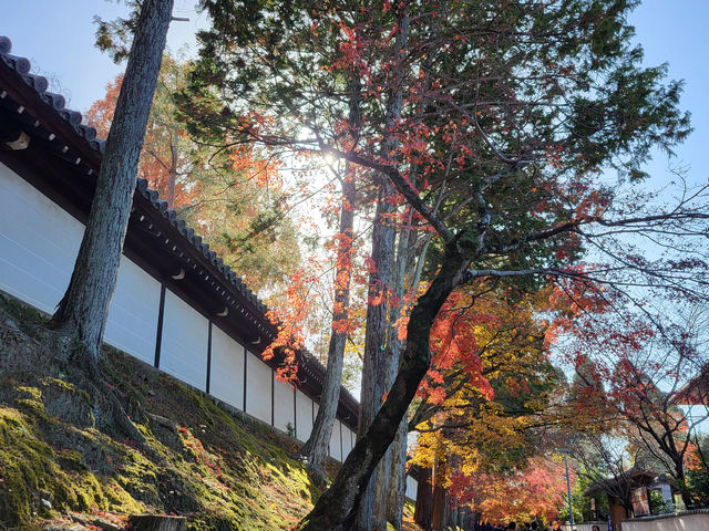 京都紅葉名勝：東福寺