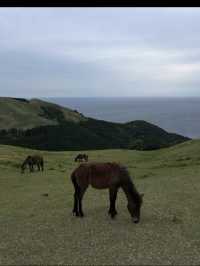 【宮崎】野生馬と灯台の絶景🌊都井岬で非日常の旅へ🐎