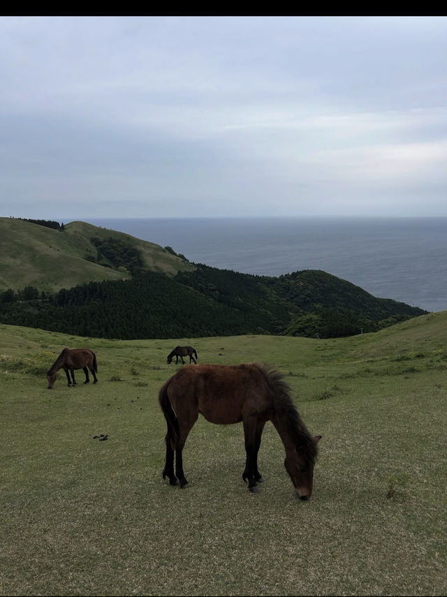 【宮崎】野生馬と灯台の絶景🌊都井岬で非日常の旅へ🐎