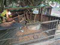 รวยริน ข้าวแฝ่โบราณ นนทบุรี