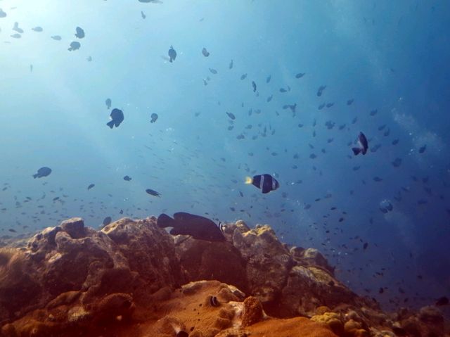 Guess who I met 15 meters down? 🐢
