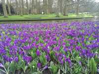 【Keukenhof／キューケンホフ｜“世界最大級のチューリップ庭園”】