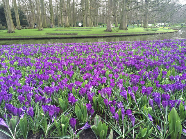 【Keukenhof／キューケンホフ｜“世界最大級のチューリップ庭園”】