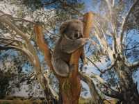🐨 Featherdale Wildlife Park สวรรค์ของคนรักโคอาล่า