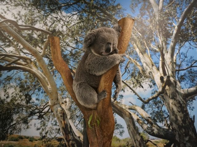🐨 Featherdale Wildlife Park สวรรค์ของคนรักโคอาล่า