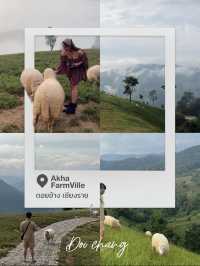 ฟาร์มแกะ ดอยช้าง 🐑⛰️😂