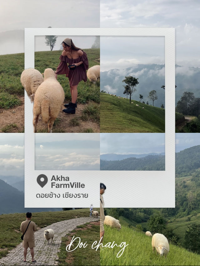 ฟาร์มแกะ ดอยช้าง 🐑⛰️😂