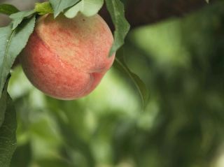 [Yamanashi] If you want to pick peaches in Kofu, we recommend Onjuku Farm!