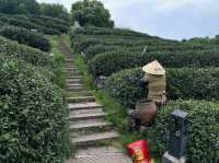 Tea Fields Forever: Wandering Through Long Jing Village