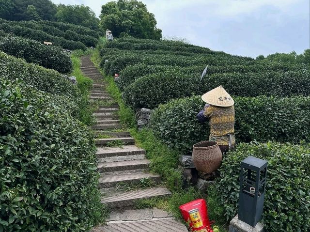 Tea Fields Forever: Wandering Through Long Jing Village