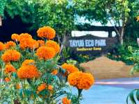 Sunflower Maze – A Blooming Wonder in Tayug, Pangasinan