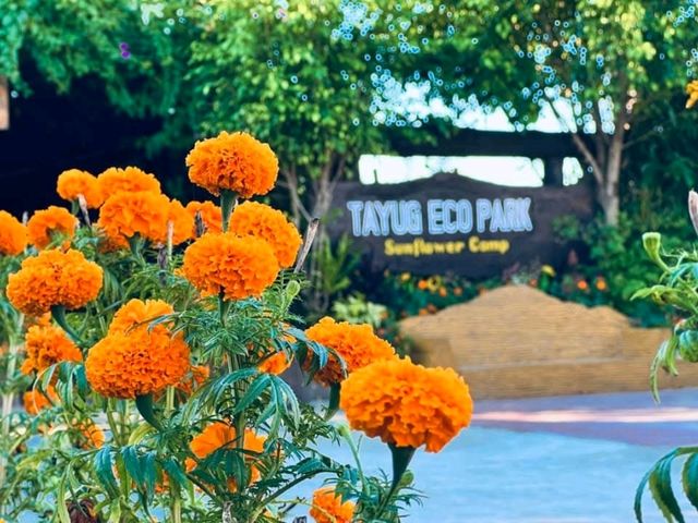 Sunflower Maze – A Blooming Wonder in Tayug, Pangasinan