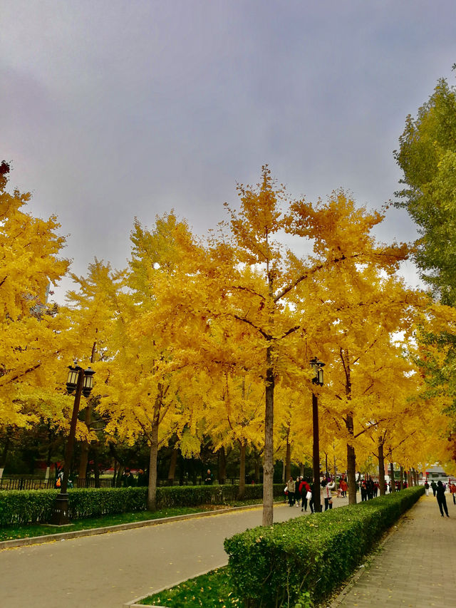 Cypress Shadows and Ginkgo Gold – The Seasons of Ditan Park