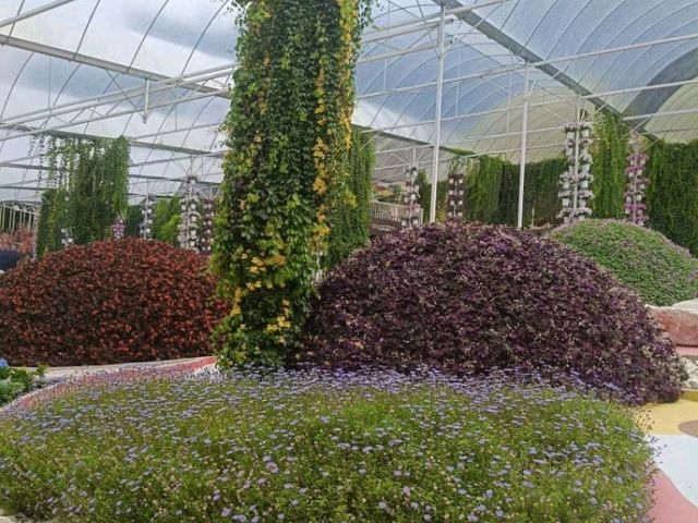 Bloom & Breathe: Explore the Hidden Garden Gem of MARDI Cameron Highlands! Bloom & Breathe: Explore the Hidden Garden Gem of MARDI Cameron Highlands!
